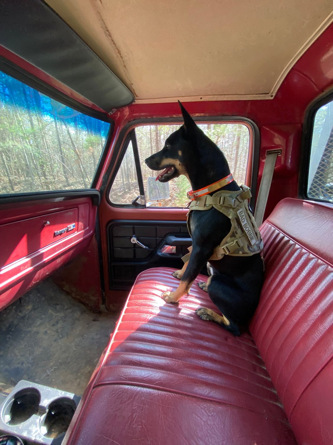 Dogs riding in trucks show us your pics Ford Truck Enthusiasts Forums