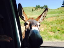 Begging Burros at work in Custer State Park