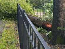 This is the tree that took out the power lines 