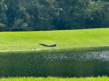 Saw this little guy taking an afternoon siesta in a fancy neighborhood in St John’s County. Probably trying to digest somebody’s dog or cat. He’s a good 6-8’ long. This is one of the neighborhoods they carved from the swamplands. For a mere half million $$ you can have your very own piece of paradise. A very small piece of it. Most of the lots are all house. The yard I measured was 60’ wide. About 7’ on each side. My truck barely cleared the sidewalk when I parked it in the driveway. 