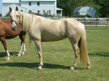 Gen's Sunshine Lady, aka Farrah, Pyscho 2, or Barbie: 2001 palomino Tennessee Walking Horse mare.  We ride competitively on judged trail rides and AERC endurance rides (currently at the 25-30 mi LD level).  Goal: complete a 100-miler.