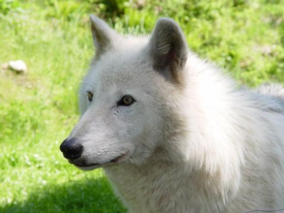 In Memory of My Best Friend Wolfie
May the spirit of White Wolves live forever!