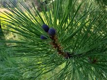 Some pine growing. Thought the color on the new cones was kinda cool.