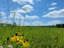 Near Savanna, Illinois. Gotta stop and smell the "roses" every now and then.
