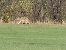 Saw this critter up by the Rockford Airport. 