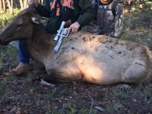 As I stated earlier, my son took a cow elk with mine 4 years ago.  He has a tag this year and told me that he plans to use the 460 again this year.