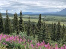 These are the state trees. They’re everywhere 