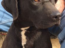 Our current boy, Argo, Staffie/Lab mix.  About 82 lbs of love.