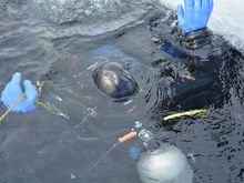 coming up from first dive