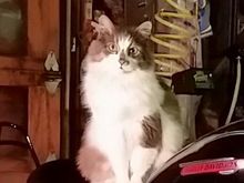 So sorry for your loss - from Poopsie and Me. 