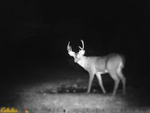 There is an example of seasonal stupidity.