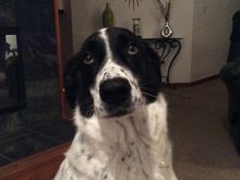 Last night I barked at Mr. Skunk and he didn't like it. Now my daddy is mad at me and he yelled at me !