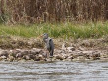 Blue Heron