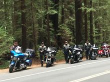 Redwood State park