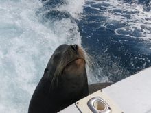 This guy showed up on the swim platform on our way back in