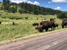 Custer State Park Wildlife Loop...