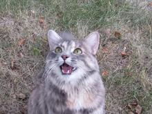 This is Okie. I rescued her when she was about 5 weeks old.