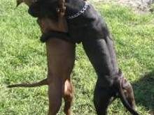 dogs..0005