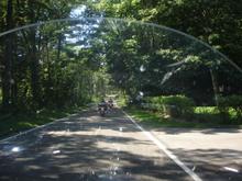 Tunnel of trees