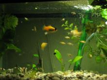 platies