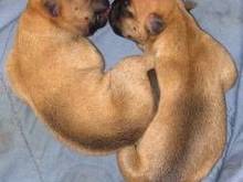 pups..0016...1