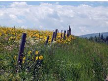 Sunflowers near Rabbit Ears Pass (near Steamboat Springs) - 4th of July weekend, 2009