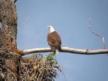 angry eagle