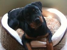 Sasha chilling in Lucy's bed; Hard to imagine 2 mths she used to curl up in the middle and didn't even touch the sides