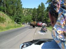 Riding w/ buffalo ok bison in Custer State Park