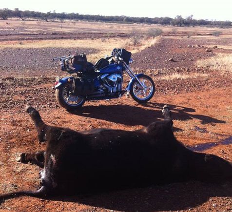 Wild bulls,this one probably hit at night buy a road train. One of my favourite and most stinkiest pics!! Ha ha haaa....