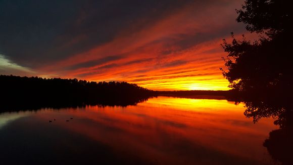 my back yard