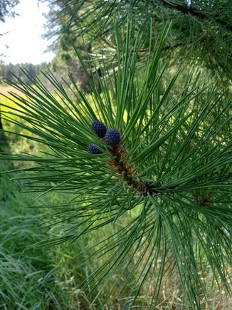 Some pine growing. Thought the color on the new cones was kinda cool.