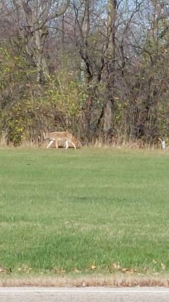 Saw this critter up by the Rockford Airport. 