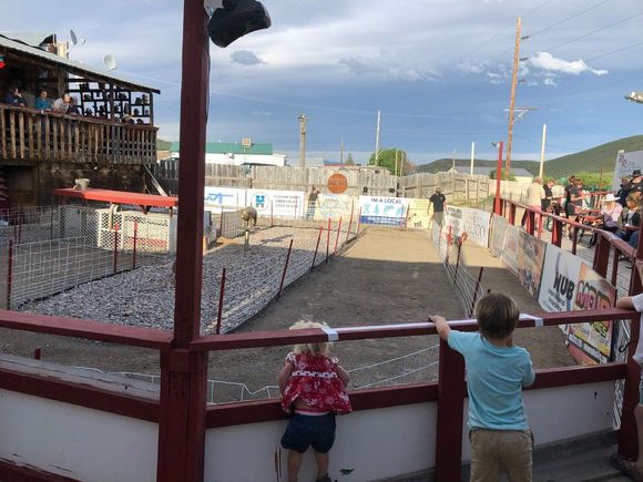 Pig Races in Bearcreek.