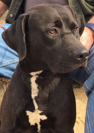 Our current boy, Argo, Staffie/Lab mix.  About 82 lbs of love.