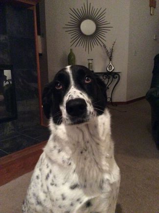 Last night I barked at Mr. Skunk and he didn't like it. Now my daddy is mad at me and he yelled at me !