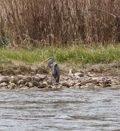 Blue Heron