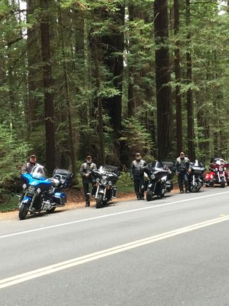 Redwood State park