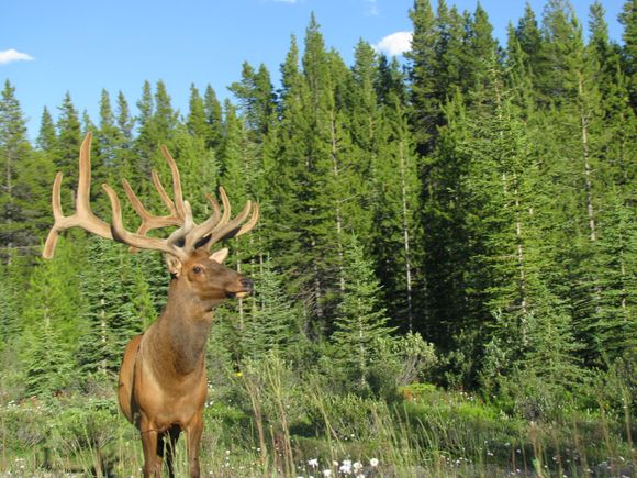 Welcome to Canada! This guy was literally just off the side of the road as we headed to Banff.