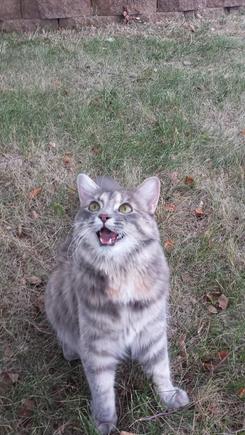 This is Okie. I rescued her when she was about 5 weeks old.