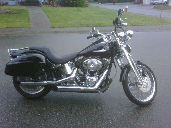 black springer