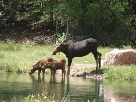 Moose Cow with Twins