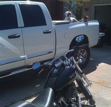 Shot with pups looking like they want a ride on the bike instead of back of truck