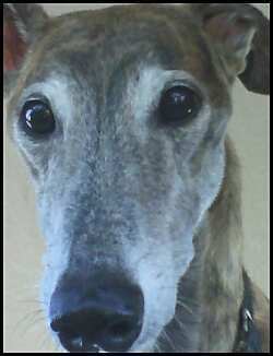 Blitz the Super Greyhound