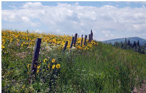 Sunflowers near Rabbit Ears Pass (near Steamboat Springs) - 4th of July weekend, 2009
