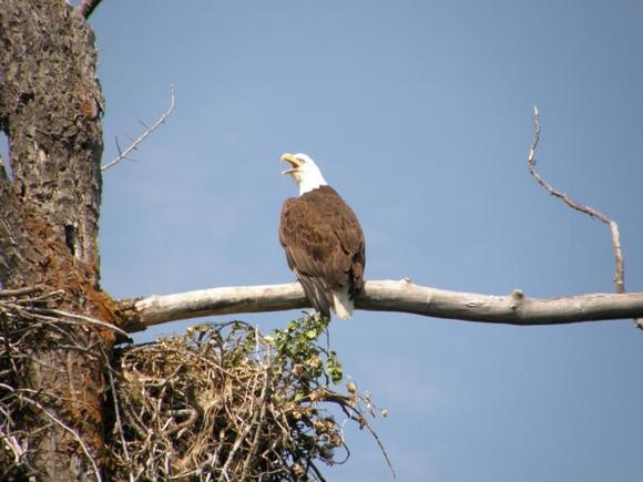 angry eagle