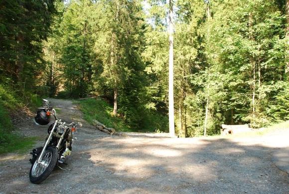 Forest behind my home valley