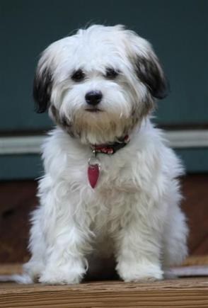 Bailee