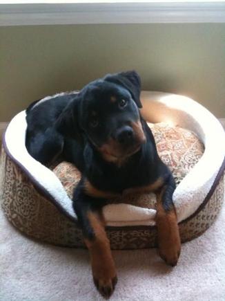 Sasha chilling in Lucy's bed; Hard to imagine 2 mths she used to curl up in the middle and didn't even touch the sides
