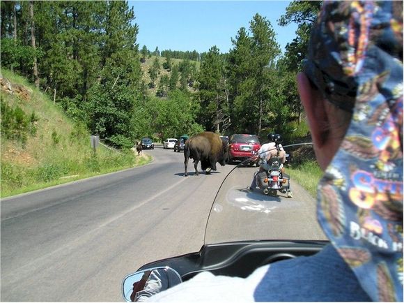Riding w/ buffalo ok bison in Custer State Park